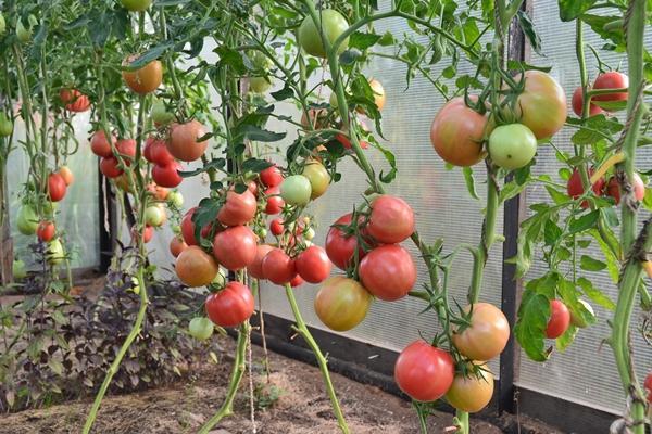 Variedade de tomate para os Urais