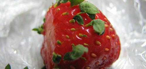 growing strawberries
