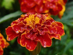Useful properties of marigolds from pests, why plant in the garden