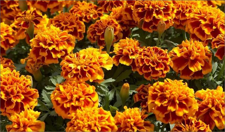 Ringelblumen von Schädlingen