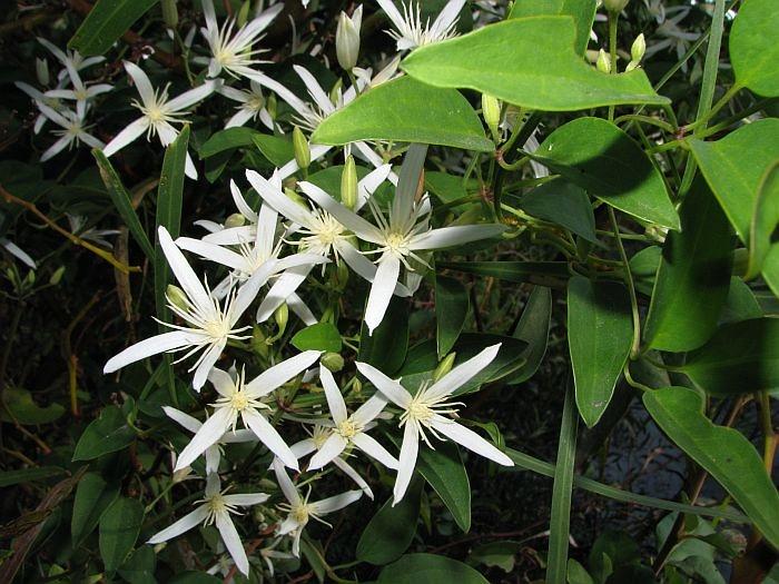 vita blommor