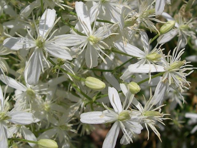 vackra blommor