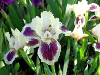 vackra iris