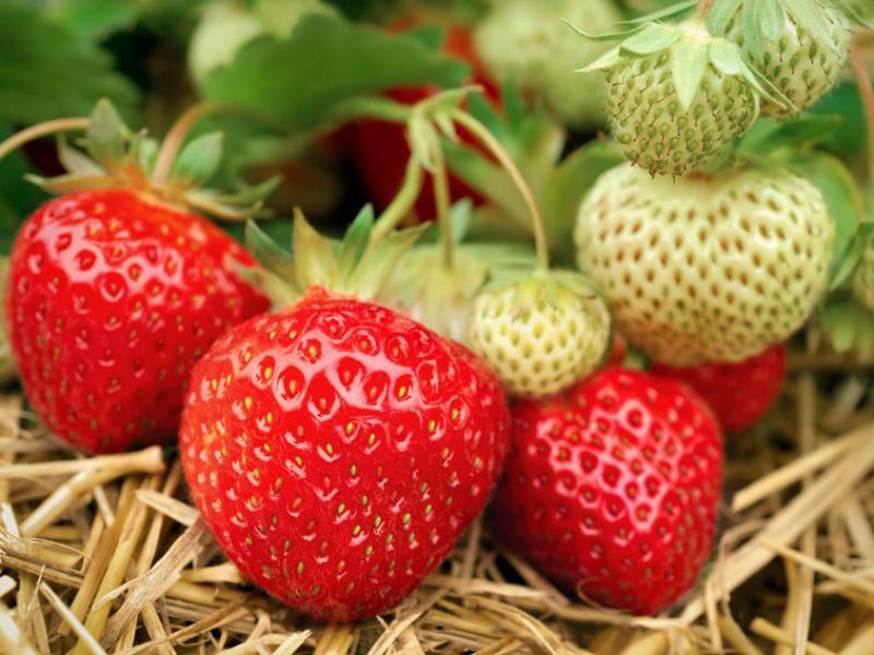 mulching strawberries