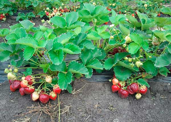 strawberry bush