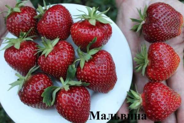 зрела јагода малвина