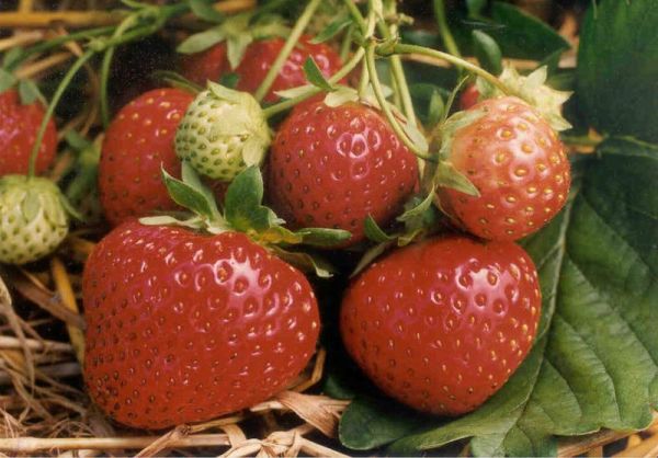 ripe strawberry