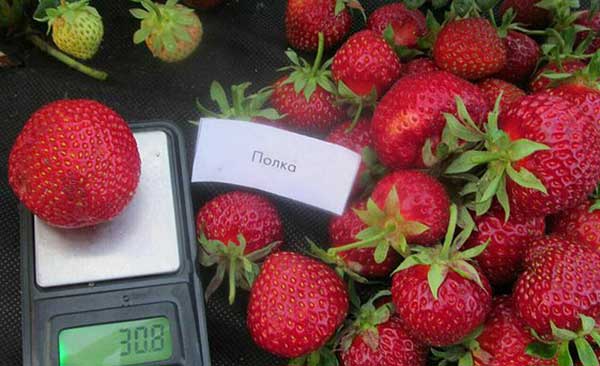 strawberry shelf