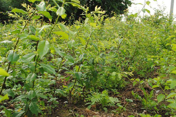 Cherry plum seedlings