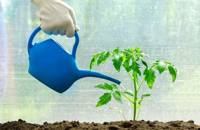 nourrir les tomates