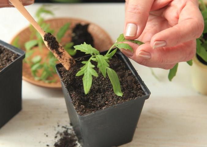 picareta de tomate
