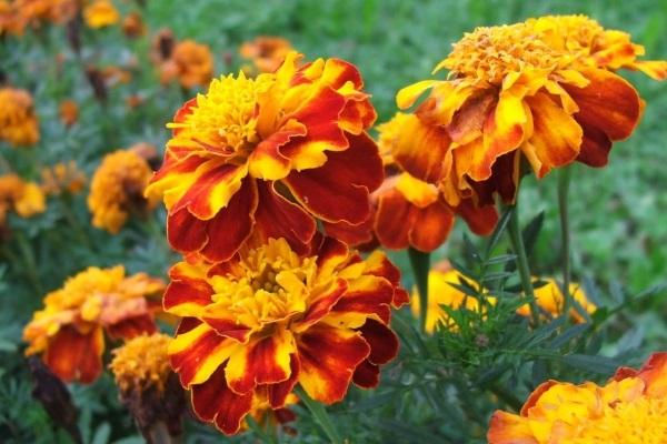 Eigenschaften von Ringelblumen