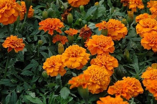 Blumenpflanzen