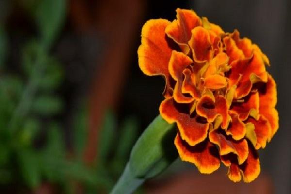 orange Stempel