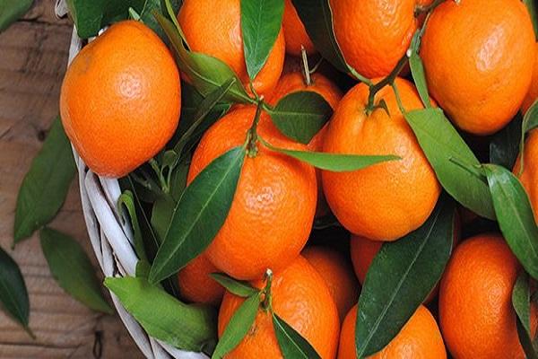 φρούτα μανταρινιών