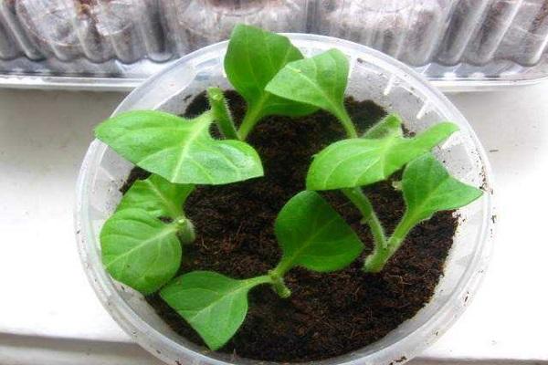 pot of earth