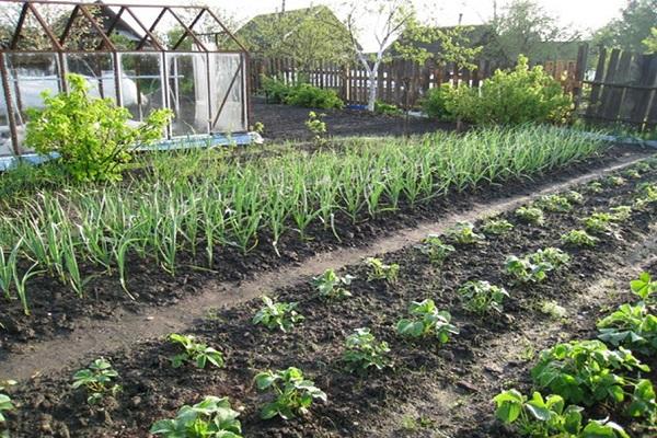plantando morangos