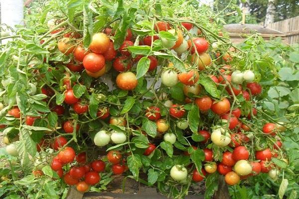 tomate fruta