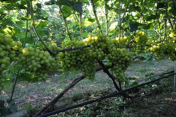 propagação de uvas