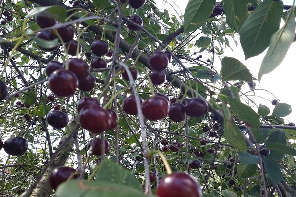 cereja varietal