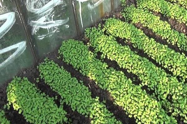plantando adubo verde