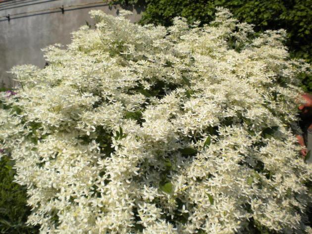 klematis brinnande