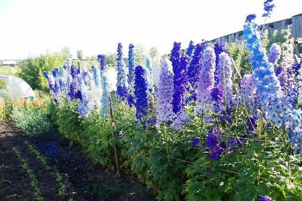 Delphinium-Sorten