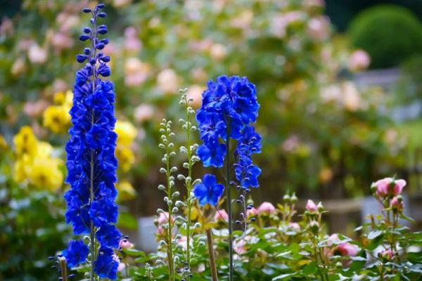 Blüte gebildet