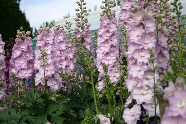 seltene Blumen