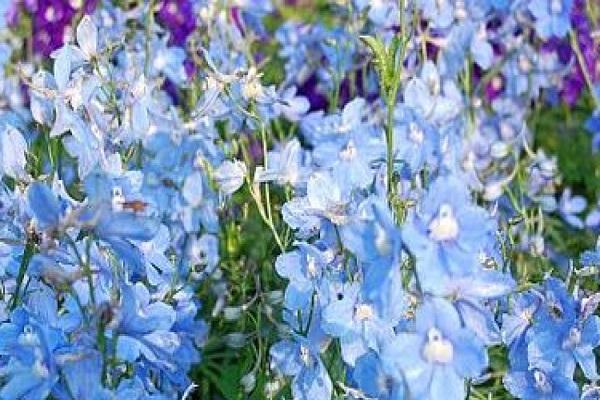 blaue Blütenblätter