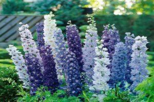 Wie man ein Delphinium für den Winter vorbereitet, wann und ob man es trimmt, wie man es bedeckt und konserviert