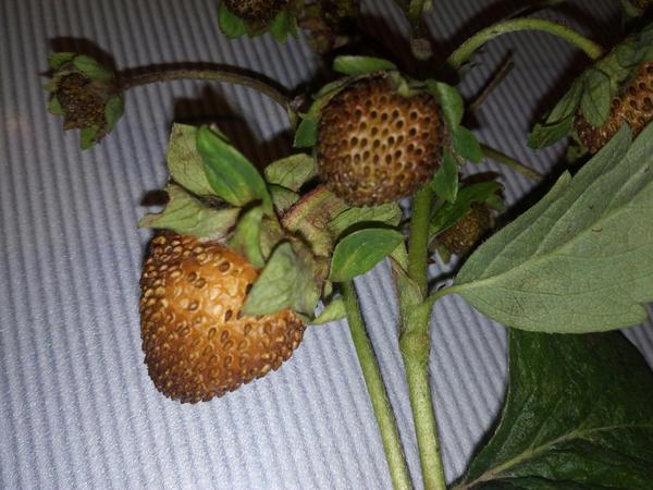 morango ruim