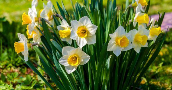 Blumen Narzissen