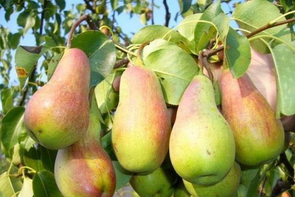 avlång frukt