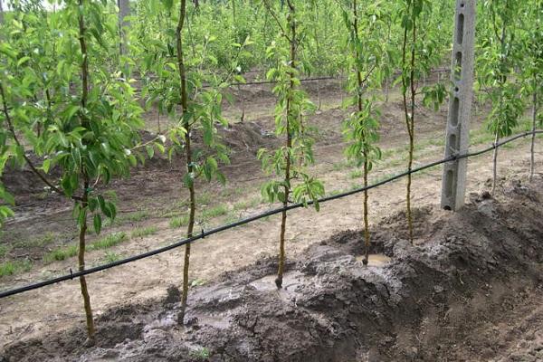 vattning plantor