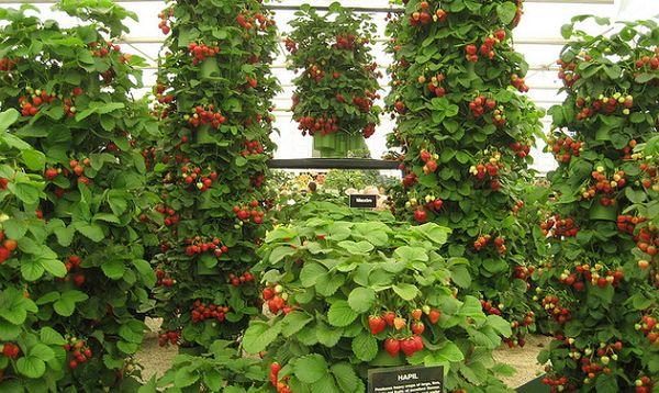 strawberry beds