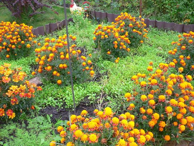 Blumen im Garten