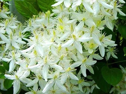 klematis brinnande