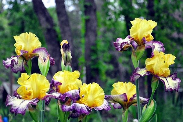 sarı iris