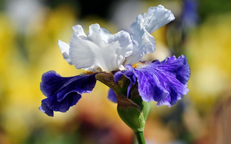 irisblomma