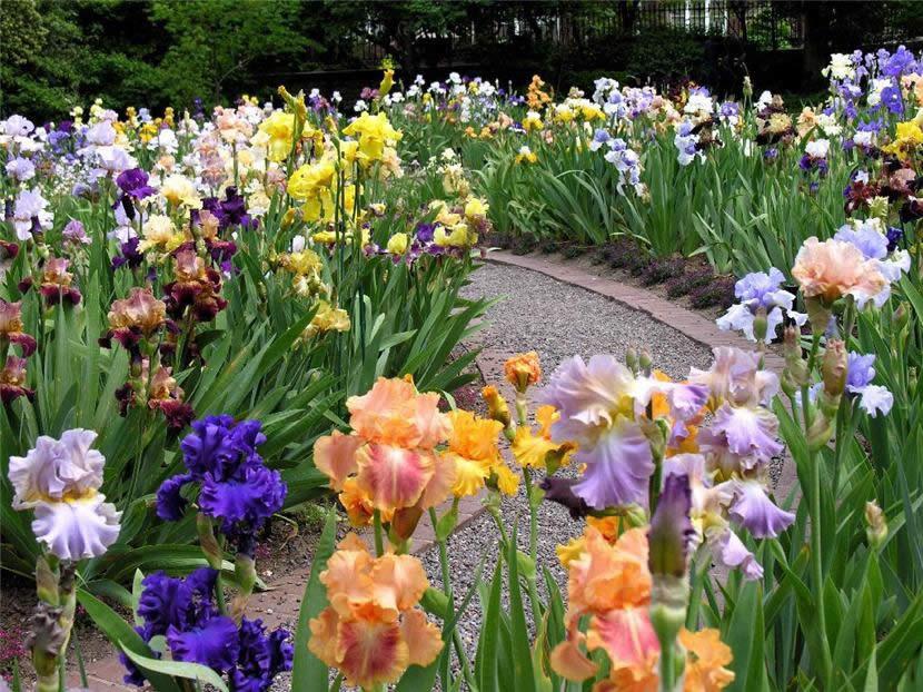 karamellblommor