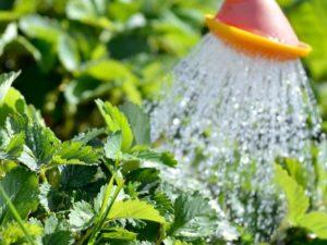How often should strawberries be watered during berry ripening and fruiting