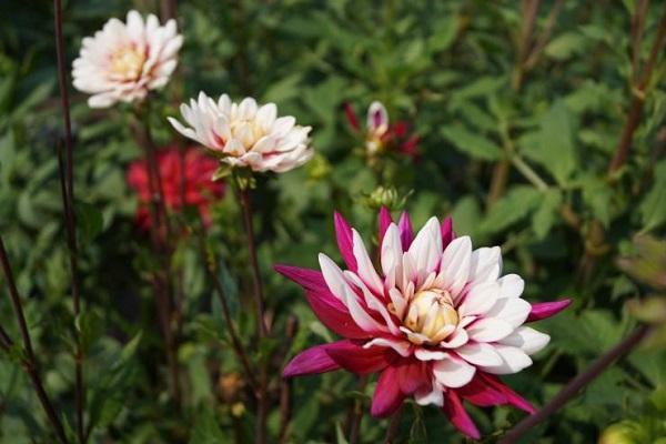 dahlia blommor