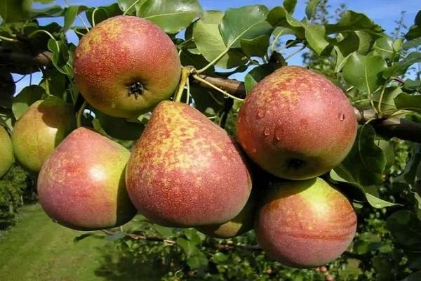fruktfläckar