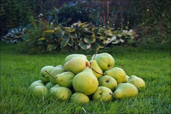 fruktäng