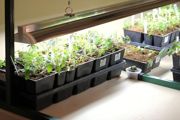 lighting for plant