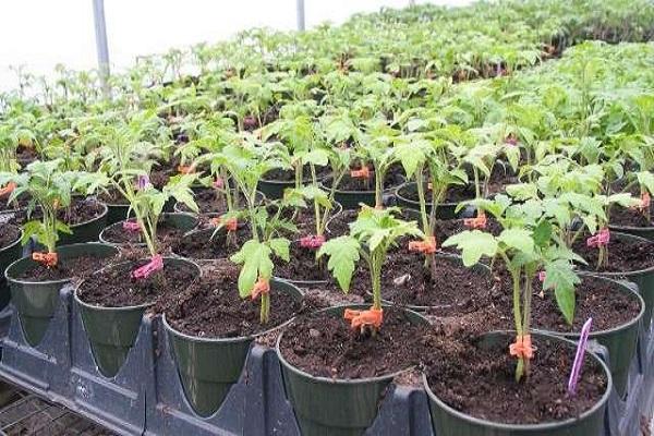ready cultivation