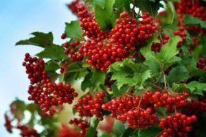 Variedades de Viburnum y descripciones de variedades, regiones de cultivo.