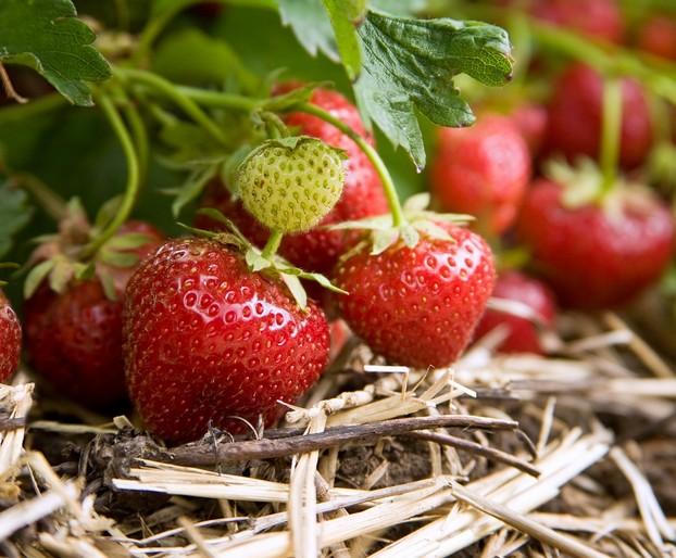 Erdbeeren mulchen