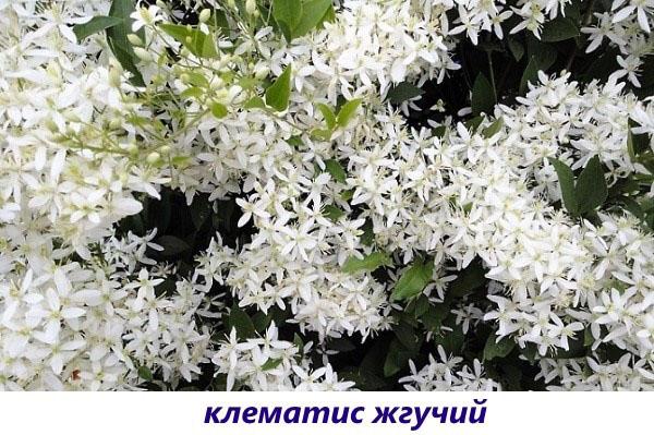 klematis brinnande